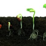Planting Coaching Seeds